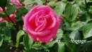 Pink Rose 24609